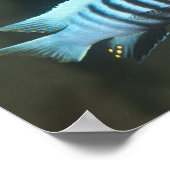 Metriaclima zebra - Chinyamwezi, Lake Malawi Poster (Ecke)