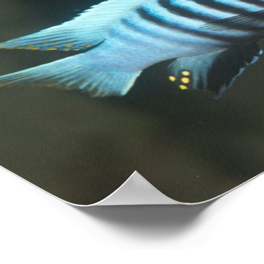 Metriaclima zebra - Chinyamwezi, Lake Malawi Poster (Ecke)