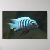 Metriaclima zebra - Chinyamwezi, Lake Malawi Poster (Vorne)