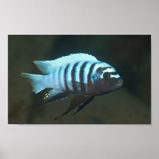 Metriaclima zebra - Chinyamwezi, Lake Malawi Poster (Vorne)