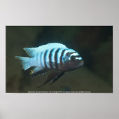 Metriaclima zebra [Chinyamwezi] Poster (Vorne)