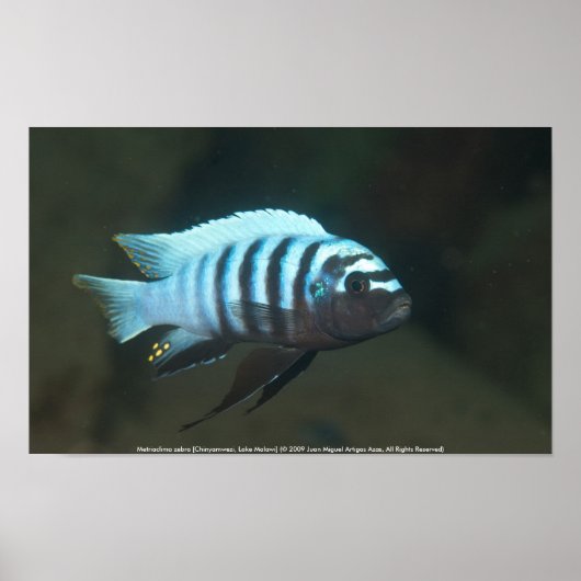 Metriaclima zebra [Chinyamwezi] Poster (Vorne)