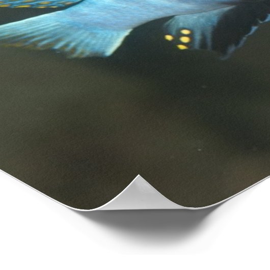 Metriaclima zebra [Chinyamwezi] Poster (Ecke)