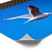 Mew Gull im Flug Poster (Ecke)