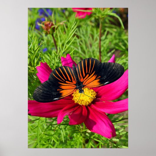 Mexican aster flower with a Doris Longwing  Poster (Vorne)