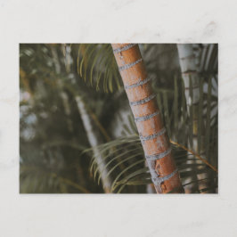 Mexican Bamboo Postkarte