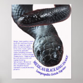 Mexican Black King Snake Poster (Vorne)
