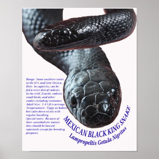 Mexican Black King Snake Poster (Vorne)