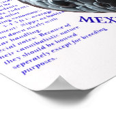 Mexican Black King Snake Poster (Ecke)