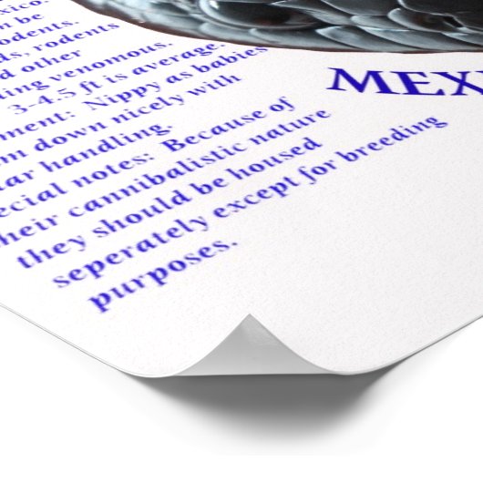 Mexican Black King Snake Poster (Ecke)