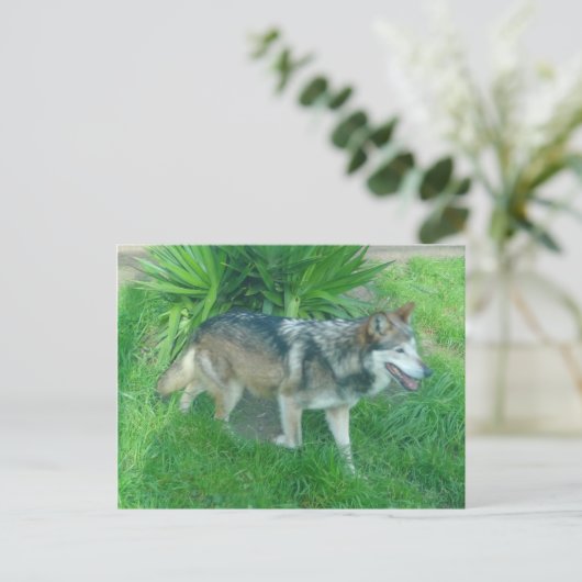Mexican Gray Wolf #1 Postcard Postkarte (Stehend Vorderseite)