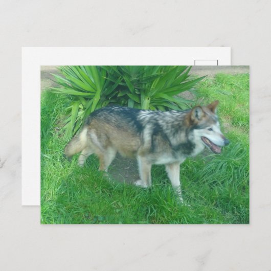 Mexican Gray Wolf #1 Postcard Postkarte (Vorne/Hinten)