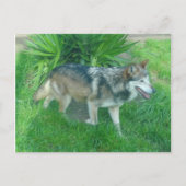 Mexican Gray Wolf #1 Postcard Postkarte (Vorderseite)