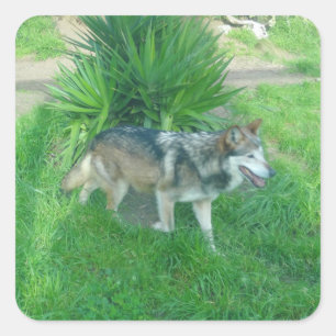Mexican Gray Wolf #1 Stickers