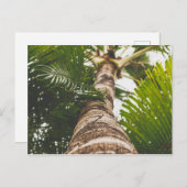 Mexican Palm Tree From Below Postkarte (Vorne/Hinten)