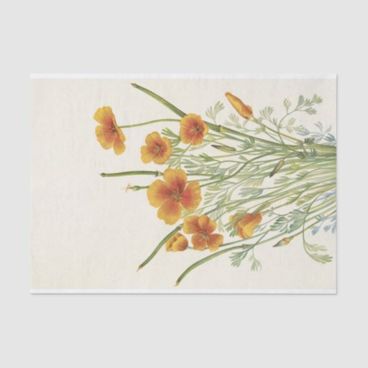 Mexican Poppy von Mary Vaux Walcott Seidenpapier (Vorderseite)