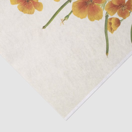 Mexican Poppy von Mary Vaux Walcott Seidenpapier (Ausschnitt)