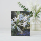 Mexican Tuberose # 1 Postkarte (Stehend Vorderseite)