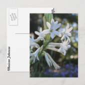 Mexican Tuberose # 1 Postkarte (Vorne/Hinten)