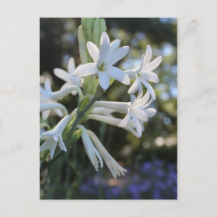 Mexican Tuberose # 1 Postkarte