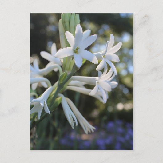 Mexican Tuberose # 1 Postkarte (Vorderseite)