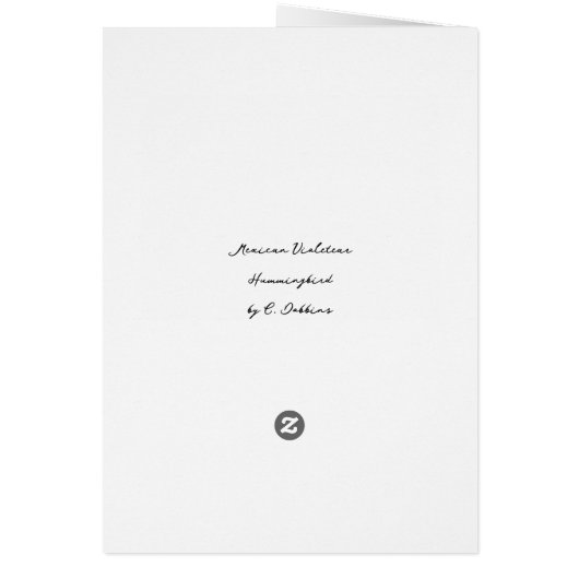 Mexican Violetear Hummingbird (Hinten)