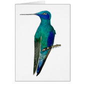 Mexican Violetear Hummingbird (Vorne)
