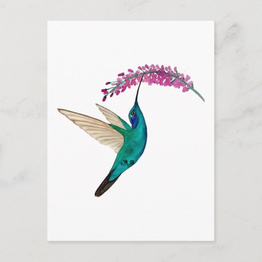 Mexican Violetear Hummingbird Postkarte (Vorderseite)