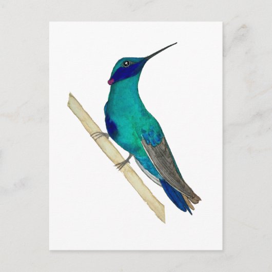 Mexican Violetear Hummingbird Postkarte (Vorderseite)