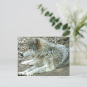 Mexican Wolf Postcard Postkarte (Stehend Vorderseite)