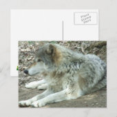 Mexican Wolf Postcard Postkarte (Vorne/Hinten)