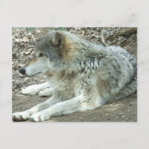Mexican Wolf Postcard Postkarte