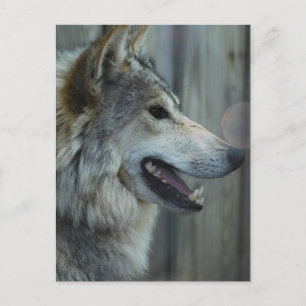 Mexican Wolf Postcard Postkarte