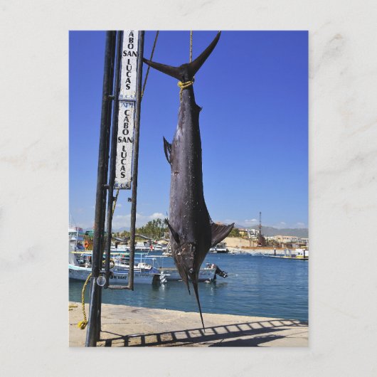 Mexico Marlin Postkarte (Vorderseite)