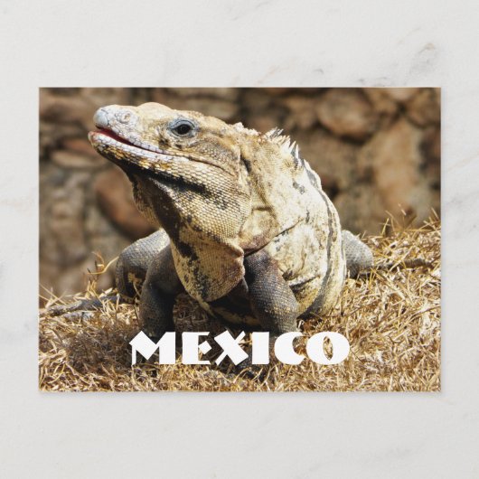 Mexico Reptile Wild Iguana Postkarte (Vorderseite)