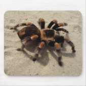 Mexikaner Flameknee Tarantula-Spinne Mousepad (Vorne)