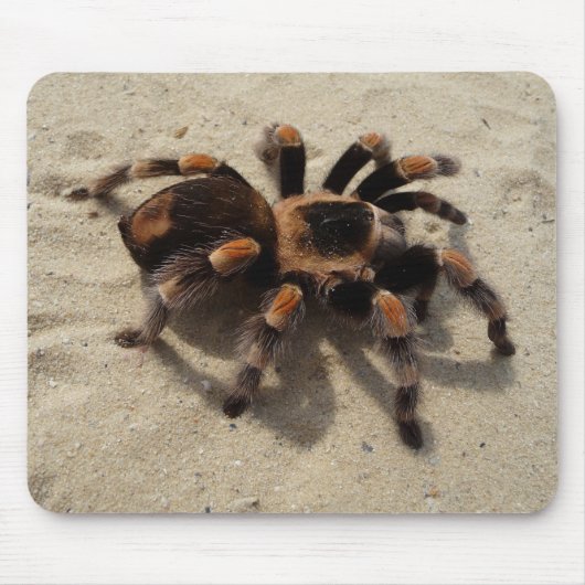Mexikaner Flameknee Tarantula-Spinne Mousepad (Vorne)