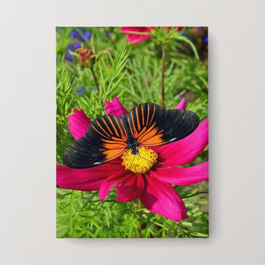 Mexikanische Aster-Blume mit einem Doris Longwing Button (Vorderseite)