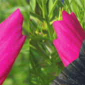 Mexikanische Aster-Blume mit einem Doris Longwing Tapete (Naht)