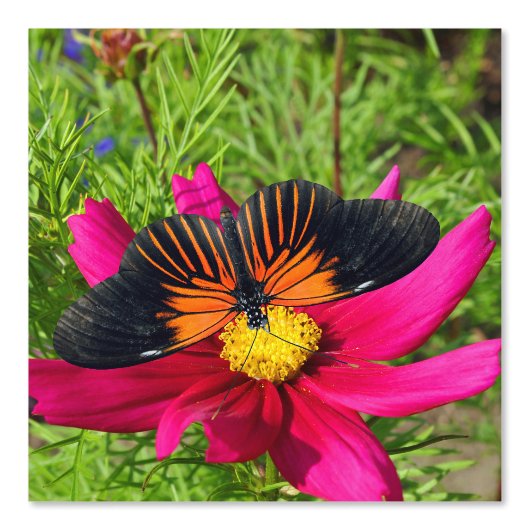 Mexikanische Aster-Blume mit einem Doris Longwing Tapete (Vorderseite)