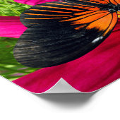 Mexikanische Asterblume mit einem Doris Longwing  Poster (Ecke)