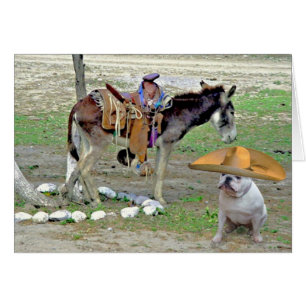 Mexikanische Bulldogge