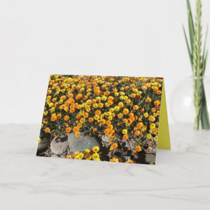 MEXIKANISCHE DAISIEN, WILDBLUMEN, BLANKKARTE KARTE