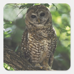 Mexikanische gepunktete Eule auf Stange in Gambel Quadratischer Aufkleber