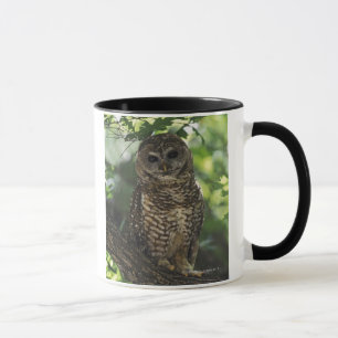 Mexikanische gepunktete Eule auf Stange in Gambel Tasse