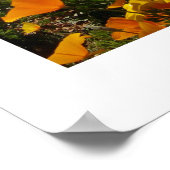 Mexikanische Poppies - Franklin Mountian Staat Par Poster (Ecke)