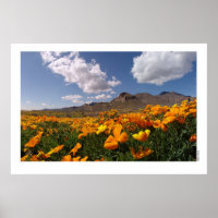 Mexikanische Poppies - Franklin Mountian Staat Par