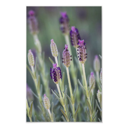 Mexikanischer Lavendel Fotodruck (Vorne)