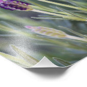 Mexikanischer Lavendel Fotodruck (Ecke)