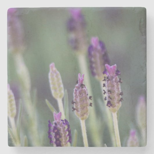 Mexikanischer Lavendel Steinuntersetzer (Vorderseite)